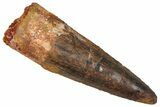 Fossil Spinosaurus Tooth - Real Dinosaur Tooth #373765-1